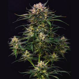 BSBACKF10 - BUDDHA SEEDS - BUDDHA AUTO COOKIE FEM | BLISTER 1x10 SEMI