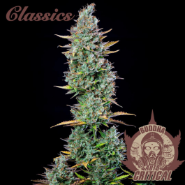 BSBACF10 - BUDDHA SEEDS - BUDDHA AUTO CRITICAL CLASSIC FEM | BLISTER 1x10 SEMI