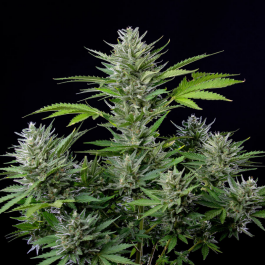 BSBATF3 - BUDDHA SEEDS - BUDDHA AUTO TANGIE FEM | 3 SEMI