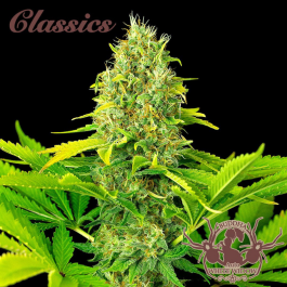 BSBAWWF3 - BUDDHA SEEDS - BUDDHA AUTO WHITE WIDOW CLASSIC FEM | 3 SEMI