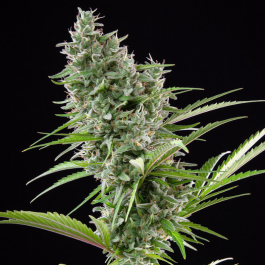 BSBAZF3 - BUDDHA SEEDS - BUDDHA AUTO ZKITT FEM | 3 SEMI
