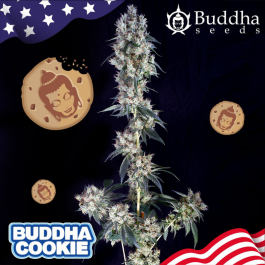BSBCKF3 - BUDDHA SEEDS - BUDDHA COOKIE FEM | 3 SEMI