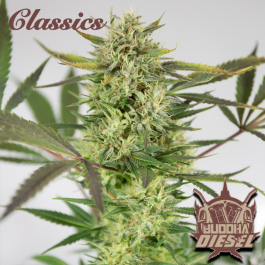 BSBDIF3 - BUDDHA SEEDS - BUDDHA DIESEL CLASSIC FEM | 3 SEMI