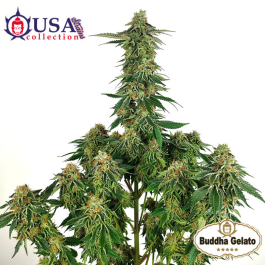 BSBGTF10 - BUDDHA SEEDS - BUDDHA GELATO FEM | BLISTER 1x10 SEMI