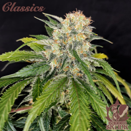 BSBSKF3 - BUDDHA SEEDS - BUDDHA SKUNK CLASSIC FEM | 3 SEMI