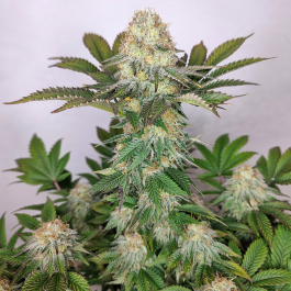 BSBWCF10 - BUDDHA SEEDS - BUDDHA WEDDING CHEESECAKE FEM | BLISTER 1x10 SEMI