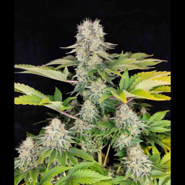 BSBWWF10 - BUDDHA SEEDS - BUDDHA WHITE WIDOW CLASSIC FEM | BLISTER 1x10 SEMI