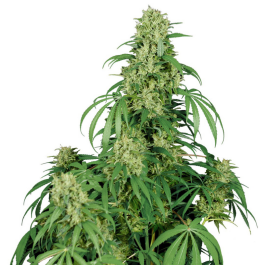 BSBCJF3 - BUDDHA SEEDS - CALAMITY JANE AUTO FEM | 3 SEMI