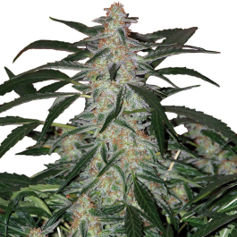 BSBDF50 - BUDDHA SEEDS - DEIMOS AUTO FEM | BULK 50 SEMI