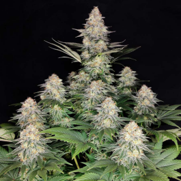 BSBKF3 - BUDDHA SEEDS - KRAKEN FEM | 3 SEMI