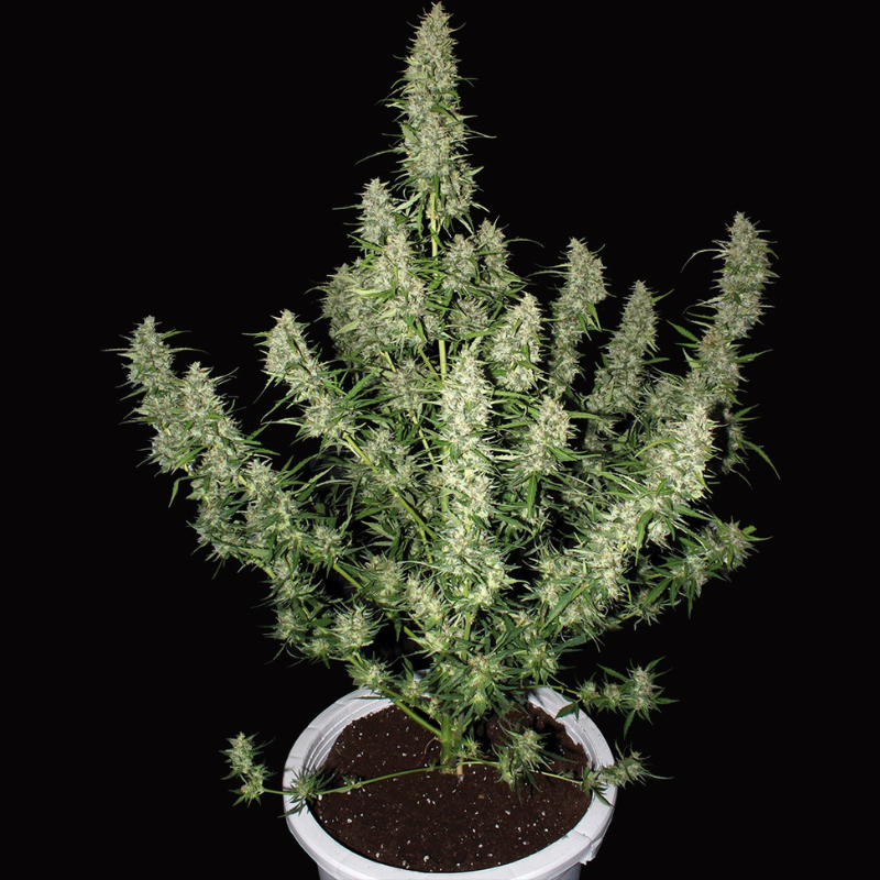 BSMA50F - BUDDHA SEEDS - MAGNUM AUTO FEM | BULK 50 SEEDS
