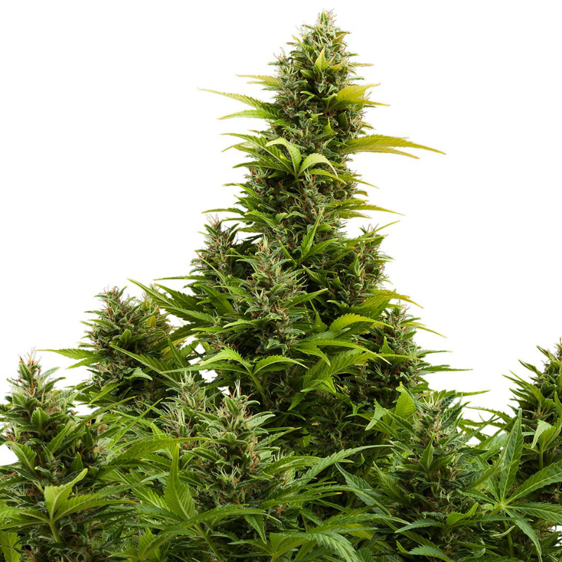 BSBMKAF10 - BUDDHA SEEDS - MEDIKIT AUTO FEM | BLISTER 1x10 SEMI
