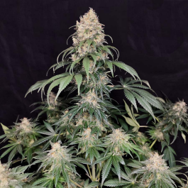 BSBMKF10 - BUDDHA SEEDS - MEDIKIT FEM | BLISTER 1x10 SEMI