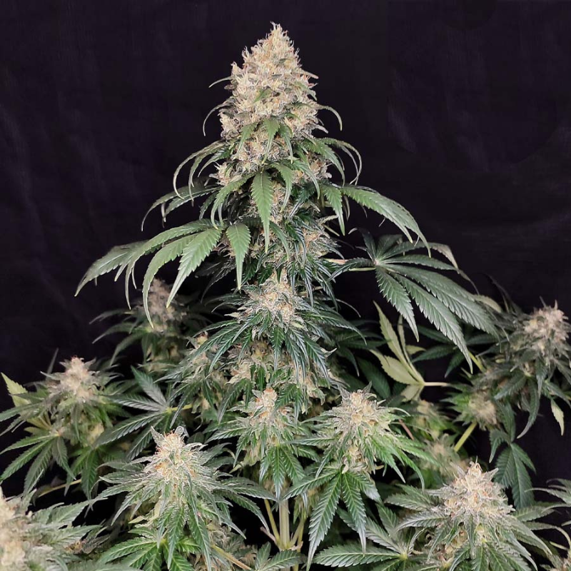BSBMKF10 - BUDDHA SEEDS - MEDIKIT FEM | BLISTER 1x10 SEMI