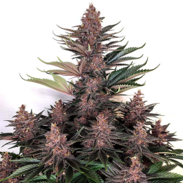 BSBBPKF3NOA - BUDDHA SEEDS - PURPLE KUSH FEM | 3 SEMI