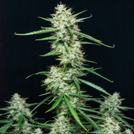 BSBSF10 - BUDDHA SEEDS - SYRUP AUTO FEM | BLISTER 1x10 SEMI