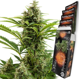 BSBVF10 - BUDDHA SEEDS - VESTA AUTO FEM | BLISTER 1x10 SEMI
