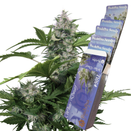 IWD10F - BUDDHA SEEDS - WHITE DWARF AUTO FEM | BLISTER 1x10 SEMI