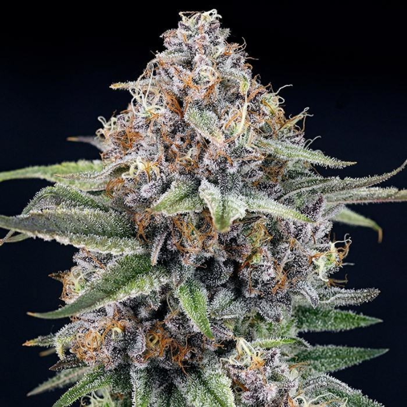 RSEBLZ01F9022 - RIPPER SEEDS - EYEBALLZ FEM | 1 SEED