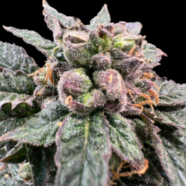 GRTFORI006-003 - GRATEFUL SEEDS - BRO SIENCE FEM (ORIGINAL EDITION) | 3 SEMI