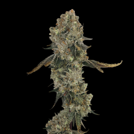 GRTFORI007-003 - GRATEFUL SEEDS - OBSESSION FEM (ORIGINAL EDITION) | 3 SEMI
