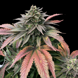 GRTFLIM008-003 - GRATEFUL SEEDS - BOOBIES FEM (LIMITED EDITION) | 3 SEMI