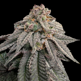 GRTFLIM007-005 - GRATEFUL SEEDS - HASH BELT FEM (LIMITED EDITION) | 5 SEMI