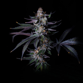 GRTFLIM005-003 - GRATEFUL SEEDS - SATZUMA REVENGE FEM (LIMITED EDITION) | 3 SEMI