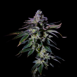 GRTFONE002-005 - GRATEFUL SEEDS - GAS MINT FEM (ONE SHOT EDITION) | 5 SEMI