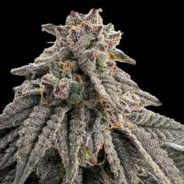 GRTFONE006-005 - GRATEFUL SEEDS - MEAT GRINDER FEM (ONE SHOT EDITION) | 5 SEMI