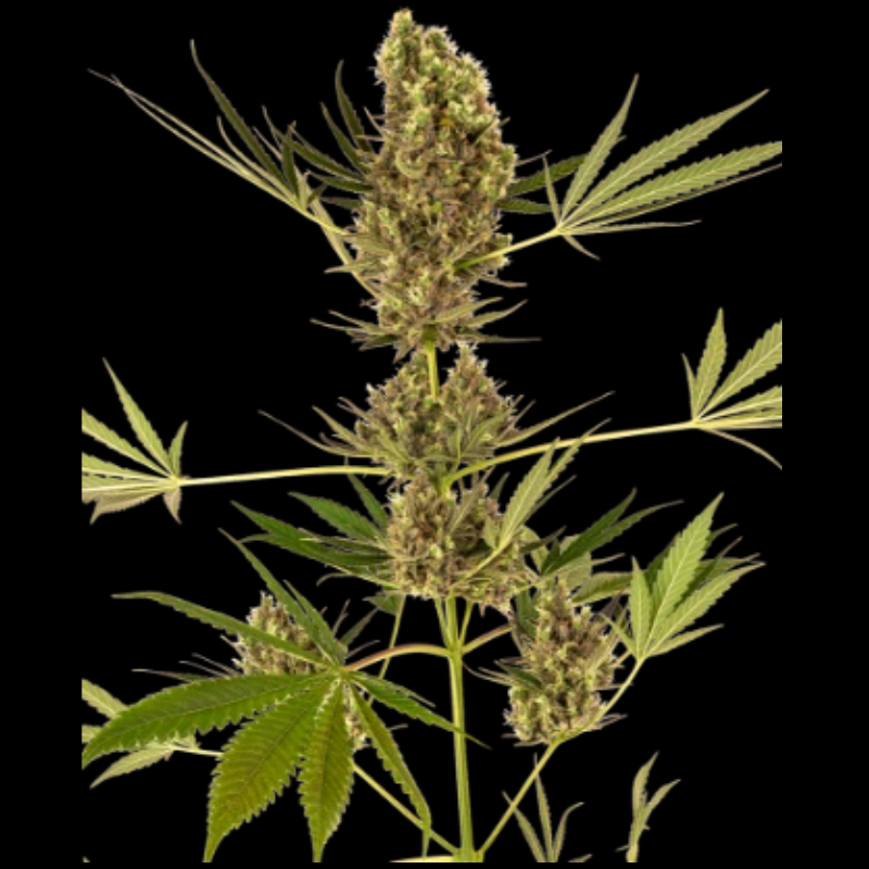 SS1560328 - SENSI SEEDS BANK - ALPINE DELIGHT CBD AUTO FEM | 3 SEMI