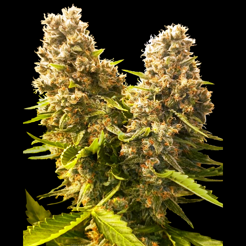 SS1560612 - SENSI SEEDS BANK - BANANA KUSH CAKE AUTO FEM | 3 SEMI