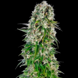 SS1560605 - SENSI SEEDS BANK - BIG BUD AUTOMATIC FEM | 5 SEMI