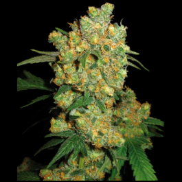 SS1562501 - SENSI SEEDS BANK - BIG BUD FEM | 25 SEMI