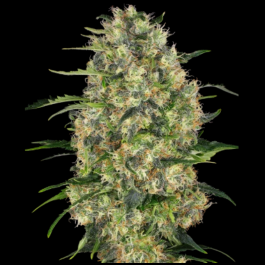 SS1560523 - SENSI SEEDS BANK - BLACK DOMINA FEM | 5 SEMI