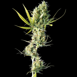 SS1560320 - SENSI SEEDS BANK - DURBAN FEM | 3 SEMI