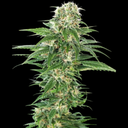 SS1560607 - SENSI SEEDS BANK - EARLY SKUNK AUTOMATIC FEM | 5 SEMI