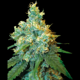 SS1560017 - SENSI SEEDS BANK - JACK HERER FEM | 10 SEMI