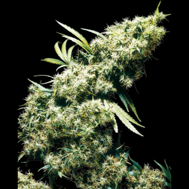 SS1560318 - SENSI SEEDS BANK - JAMAICAN PEARL FEM | 3 SEMI