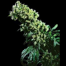 SS1560509 - SENSI SEEDS BANK - NORTHERN LIGHTS #5 X HAZE FEM | 5 SEMI