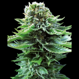 SS1560403 - SENSI SEEDS BANK - NORTHERN LIGHTS AUTO FEM | 3 SEMI