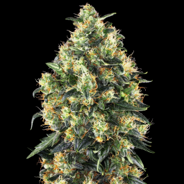 SS1560101 - SENSI SEEDS BANK - SUPER SKUNK AUTO FEM | 10 SEMI