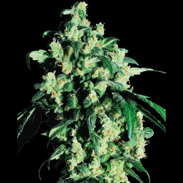 SS1560002 - SENSI SEEDS BANK - SUPER SKUNK FEM | 10 SEMI