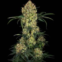 SS1530333 - SENSI SEEDS RESEARCH - ALOHA OG FEM | 3 SEMI