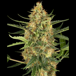 SS1530346 - SENSI SEEDS RESEARCH - BLUEBERRY BUBBLEGUM AUTOMATIC | 3 SEMI
