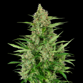 SS1530317 - SENSI SEEDS RESEARCH - DOUBLE KUSH CAKE AUTO FEM | 3 SEMI