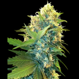 SS1530326 - SENSI SEEDS RESEARCH - DOUBLE KUSH CAKE FEM | 3 SEMI