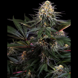 SS1530337 - SENSI SEEDS RESEARCH - LOCKDOWN KUSH FEM | 3 SEMI