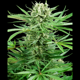 SS1530328 - SENSI SEEDS RESEARCH - PAPI CHULO OG FEM | 3 SEMI
