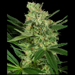 SS1530332 - SENSI SEEDS RESEARCH - PUMPKIN SPICE FEM | 3 SEMI